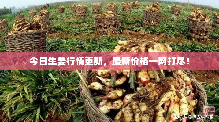 今日生姜行情更新,最新价格一网打尽!
