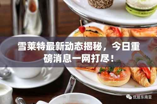 雪莱特最新动态揭秘，今日重磅消息一网打尽！