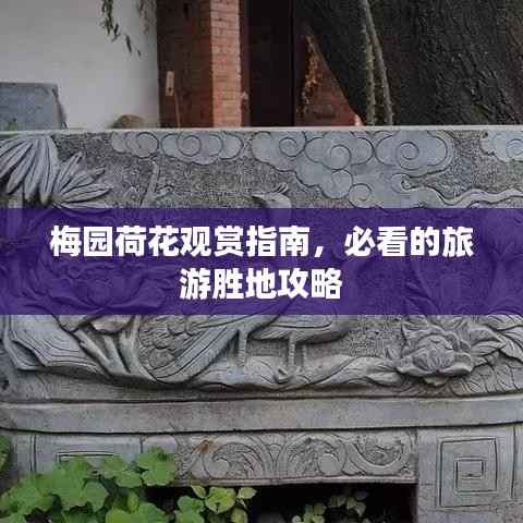 梅园荷花观赏指南,必看的旅游胜地攻略