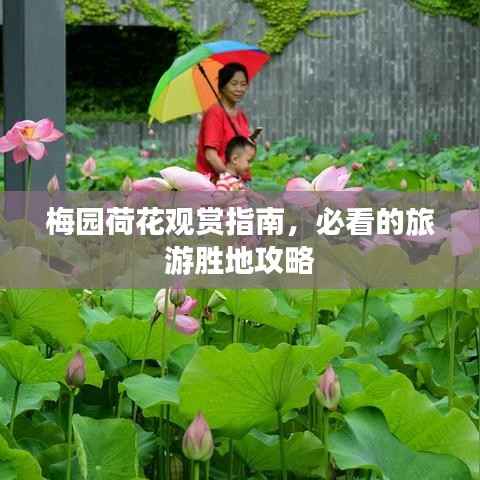 梅园荷花观赏指南,必看的旅游胜地攻略