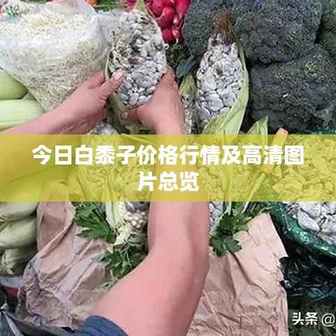 今日白黍子价格行情及高清图片总览