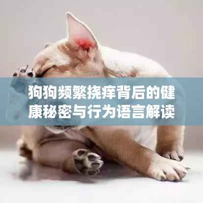 狗狗频繁挠痒背后的健康秘密与行为语言解读