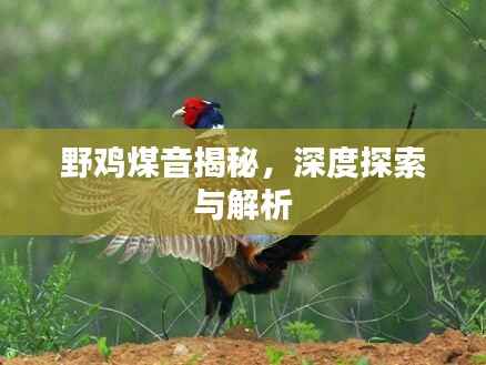野鸡煤音揭秘，深度探索与解析
