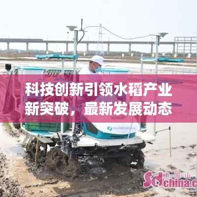 科技创新引领水稻产业新突破，最新发展动态解析