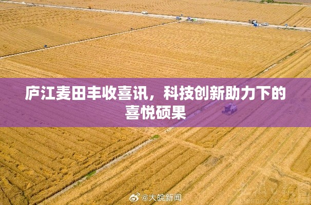 庐江麦田丰收喜讯，科技创新助力下的喜悦硕果