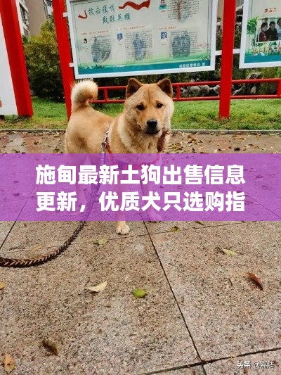施甸最新土狗出售信息更新，优质犬只选购指南