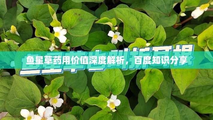 鱼星草药用价值深度解析，百度知识分享
