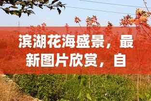 滨湖花海盛景，最新图片欣赏，自然画卷美不胜收