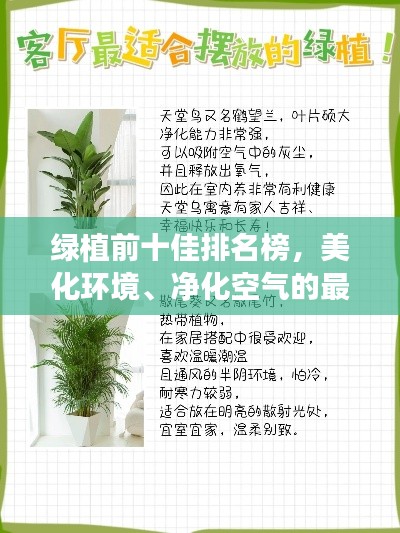 绿植前十佳排名榜，美化环境、净化空气的最佳选择！
