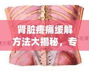 肾脏疼痛缓解方法大揭秘,专业建议助你快速解决肾痛问题