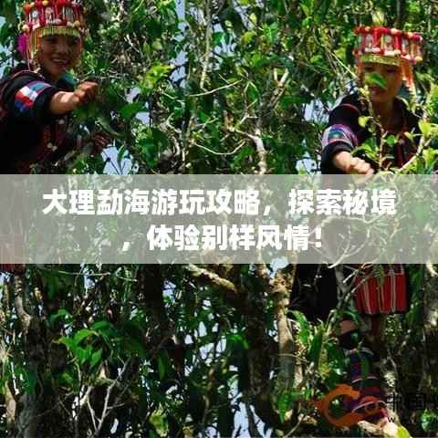 大理勐海游玩攻略，探索秘境，体验别样风情！