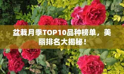 盆栽月季TOP10品种榜单，美丽排名大揭秘！