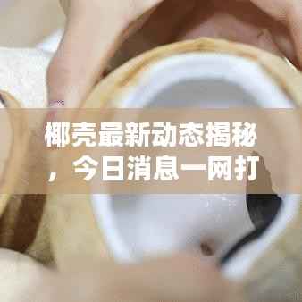 椰壳最新动态揭秘，今日消息一网打尽！