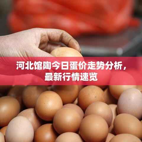 河北馆陶今日蛋价走势分析,最新行情速览