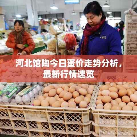 河北馆陶今日蛋价走势分析,最新行情速览