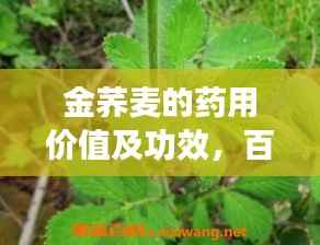 金荞麦的药用价值及功效，百度权威解读