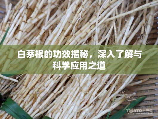 白茅根的功效揭秘，深入了解与科学应用之道