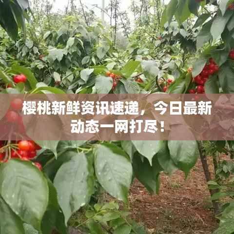 樱桃新鲜资讯速递，今日最新动态一网打尽！