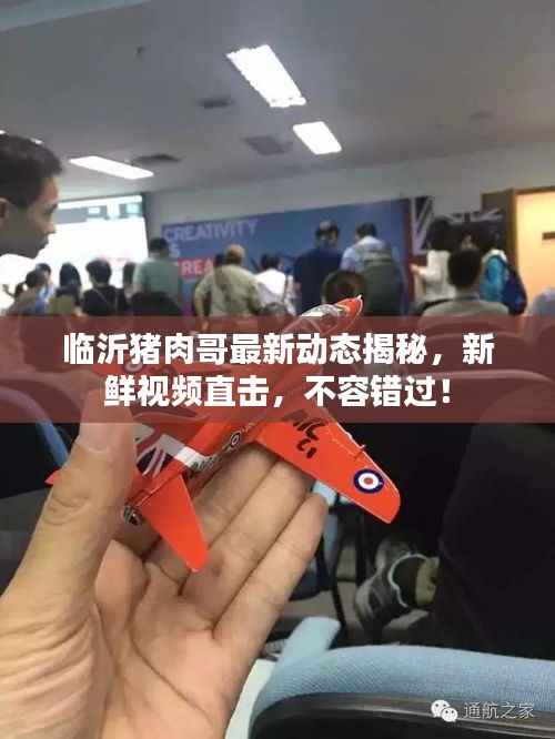 临沂猪肉哥最新动态揭秘，新鲜视频直击，不容错过！