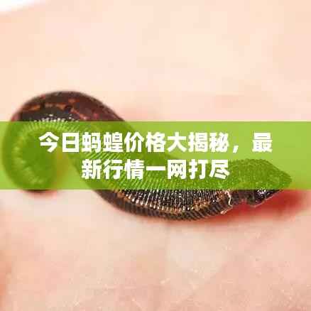 今日蚂蝗价格大揭秘，最新行情一网打尽