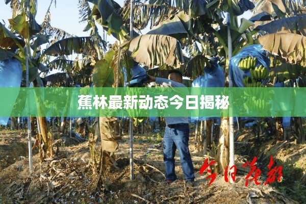 蕉林最新动态今日揭秘