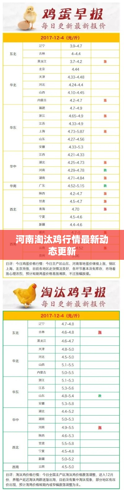 河南淘汰鸡行情最新动态更新